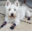 Medium Stripy Dog Socks