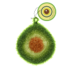 Avocado-shaped dishcloth with textured green layers, brown pit detail, and hanging loop with tag.
