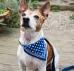 Small Blue Polka Dot Dog Bandana