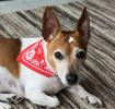 Small Red Paisley Dog Bandana