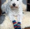 Small Stripy Design Dog Socks