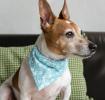 Small Turquoise Ditsy Floral Dog Bandana