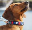 Small Stripy Dog Collar