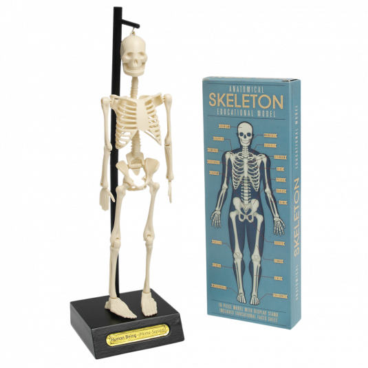 Anatomical Skeleton Model
