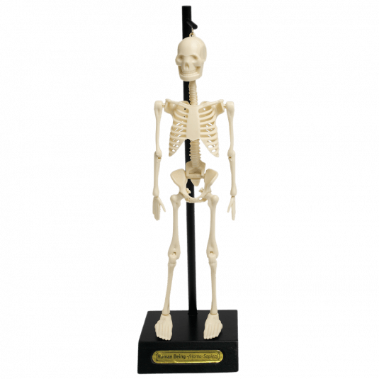 Anatomical Skeleton Model