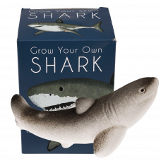 Sharks grow your own shark with box