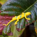 Assorted Super Stretchy Gecko