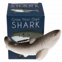 Sharks grow your own shark with box