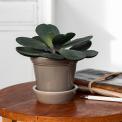 Brown ceramic plant pot with matching saucer and plant