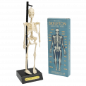 Anatomical Skeleton Model