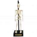 Anatomical Skeleton Model