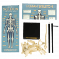 Anatomical Skeleton Model