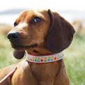Small Mid Century Poppy Dog Collar