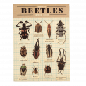 Beetles Temporary Tattoos (2 Sheets)