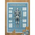 Anatomical Skeleton 300 Piece Puzzle In A Tube