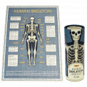 Anatomical Skeleton 300 Piece Puzzle In A Tube