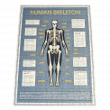 Anatomical Skeleton 300 Piece Puzzle In A Tube