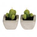 Cactus Candles In Cement Pots (set Of 2)