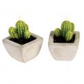 Cactus Candles In Cement Pots (set Of 2)