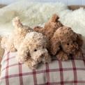 Two plush dog toy lying down with floppy ears and soft fur