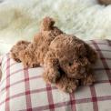 Brown plush dog toy lying down with floppy ears and soft fur