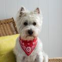 Large Red Paisley Dog Bandana