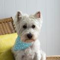 Large Turquoise Ditsy Floral Dog Bandana