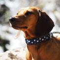 Small Blue Polka Dot Dog Collar