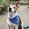 Small Blue Polka Dot Dog Bandana