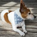 Small Grey-Blue Paw And Cross Bones Dog Bandana