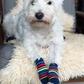 Small Stripy Design Dog Socks