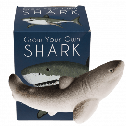 Sharks grow your own shark with box