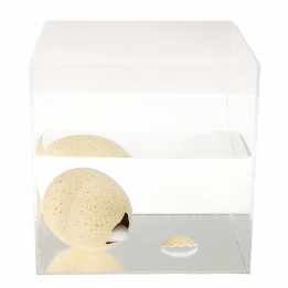 Giant hatching egg in container of water starting to hatch