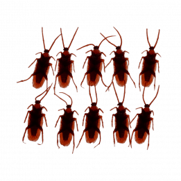 Box Of 10 Cockroaches