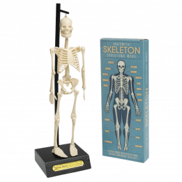 Anatomical Skeleton Model