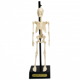 Anatomical Skeleton Model