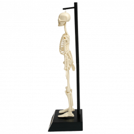 Anatomical Skeleton Model