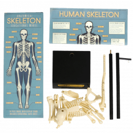 Anatomical Skeleton Model