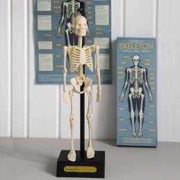 Anatomical Skeleton Model