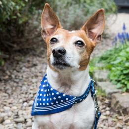 Small Blue Polka Dot Dog Bandana