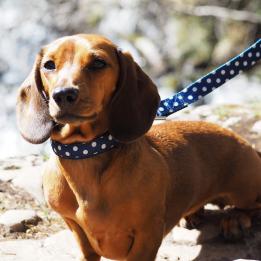 Blue Polka Dot Dog Lead