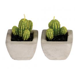 Cactus Candles In Cement Pots (set Of 2)