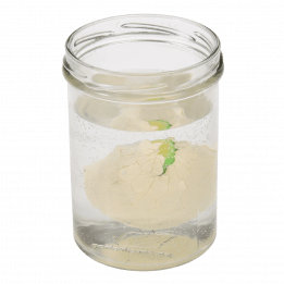 Hatch Your Own Dinosaur Egg