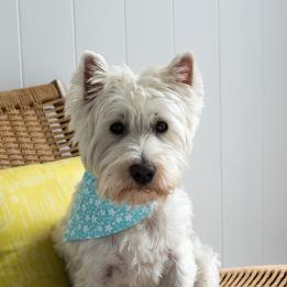 Large Turquoise Ditsy Floral Dog Bandana