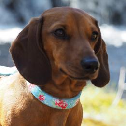 Small English Rose Dog Collar