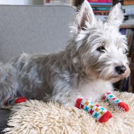 Small Mid Century Poppy Dog Socks