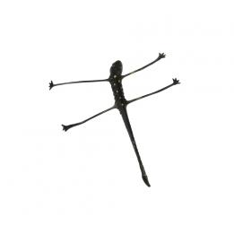 Stretchy Black Gecko