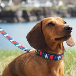 Stripy Dog Lead