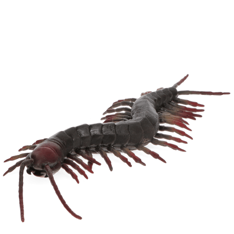Realistic centipede toy