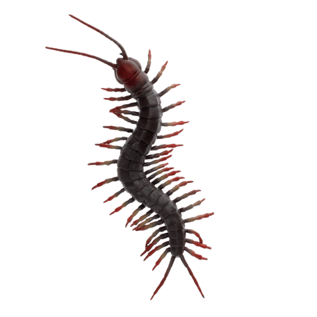 Realistic centipede toy